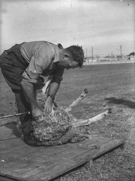 Historial black and white photo of a man shearing a sheep